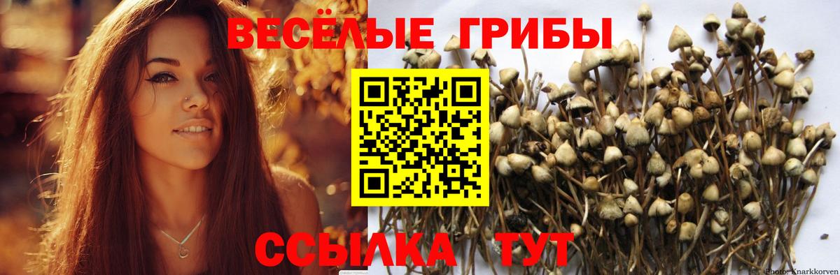 Псилоцибиновые грибы Psilocybe Лысьва